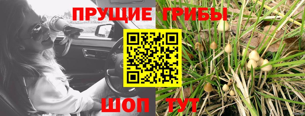 Новоалександровск  Псилоцибиновые грибы GOLDEN TEACHER  Галлюциногенные грибы Psilocybe  Вход с VPN 